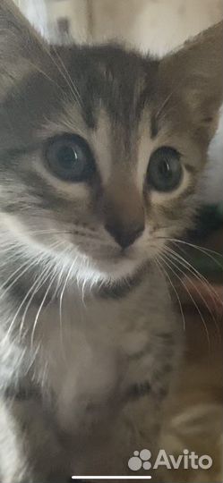 Котята