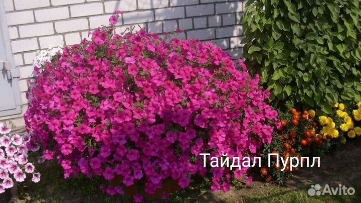 Рассада петунии тайдал