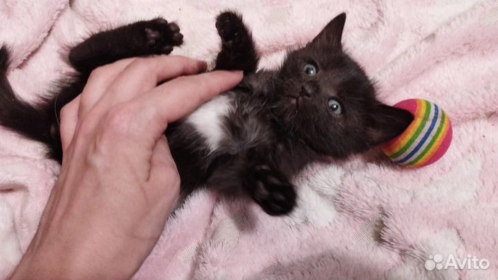 Котенок девочка