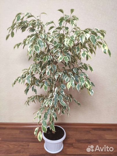 Фикус бенджамина