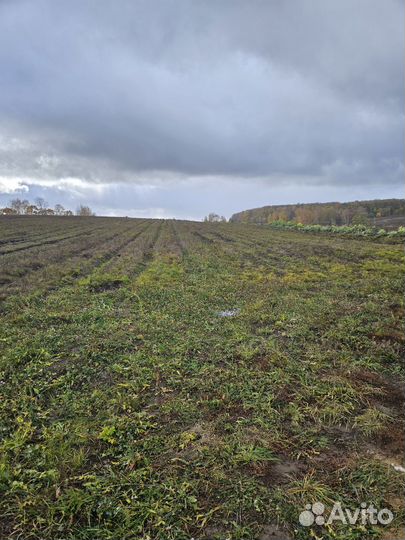 Продам картофель оптом