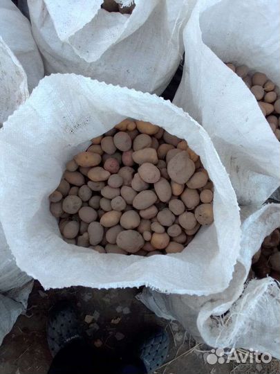 Картошка мелкая