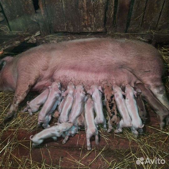 Семя хряков 37