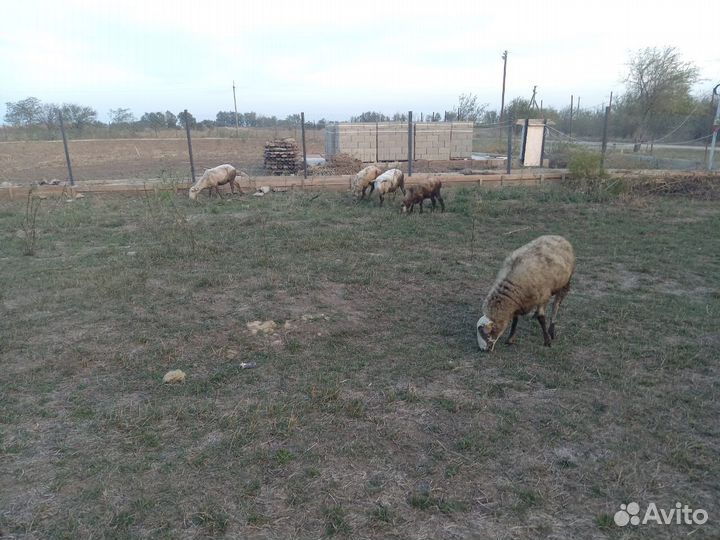 Продам 3 барашек и 2 ягнят
