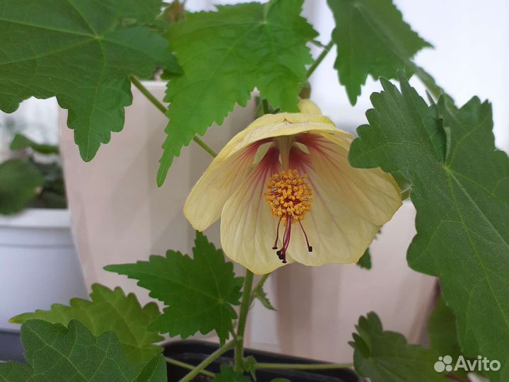 Абутилон органза комнатный клен