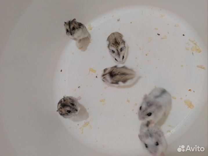 Джунгарский хомяк