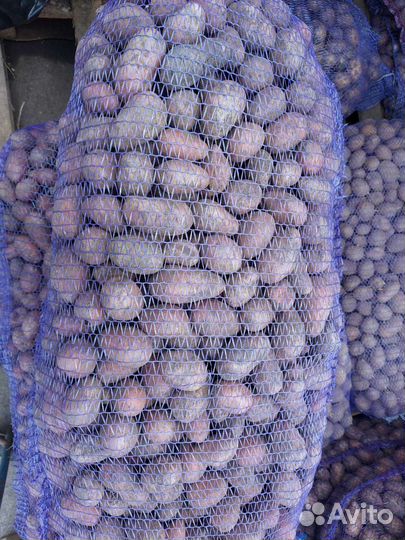 Семенной картофель 1 репродукция