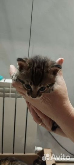 Котята в дар бесплатно