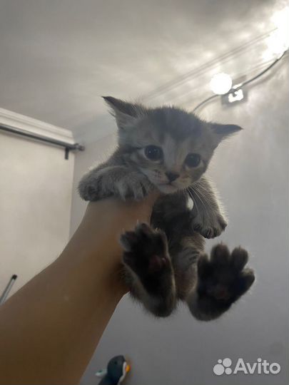 Котята британской кошки