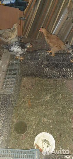 Куры цыплята