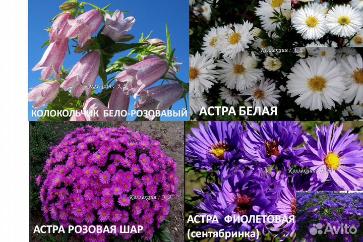 Красивоцвет Многолетники Колокольчики, 8 кв Почтой