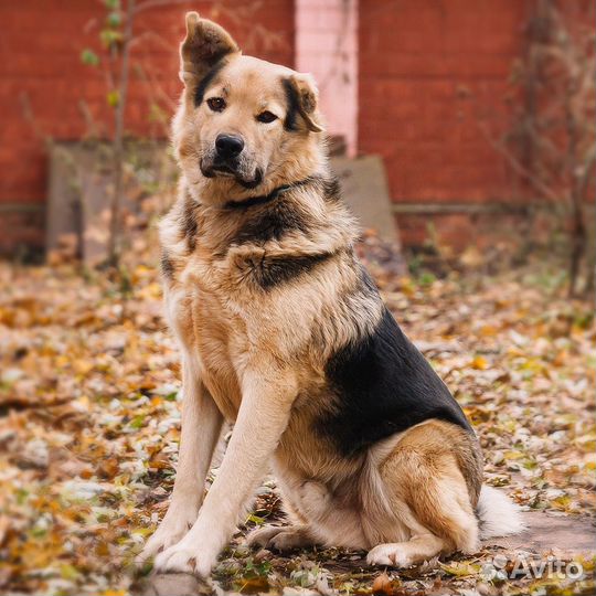 Собака из приюта в добрые руки