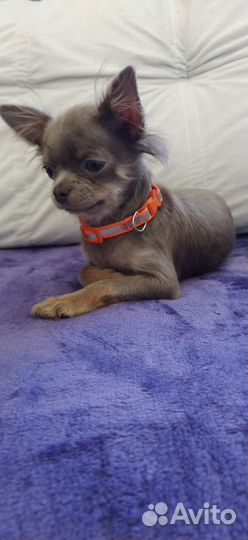 Чихуахуа мини
