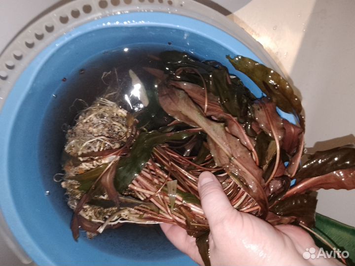 Растения,рыбки и улитки