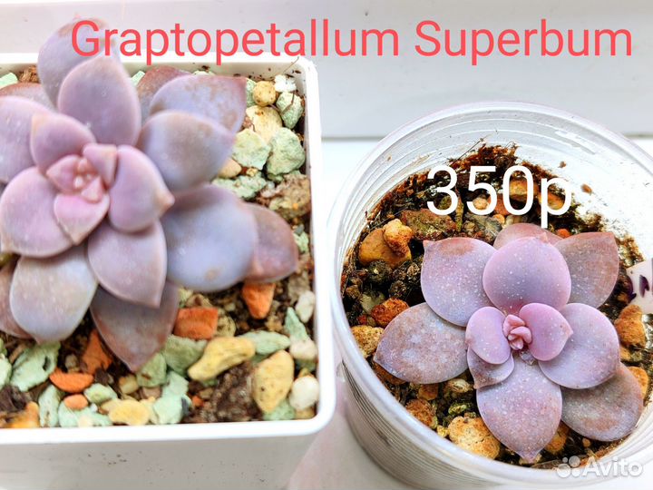 Суккуленты 6