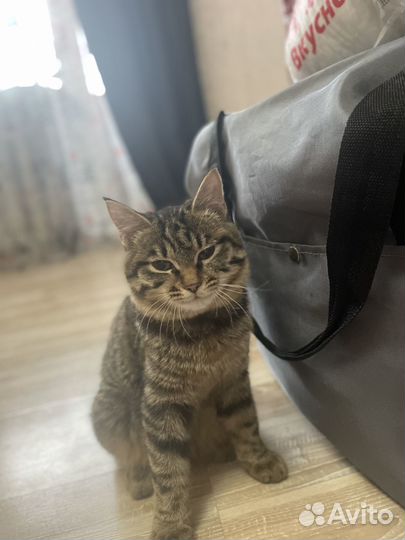 Кошечка в добрые руки