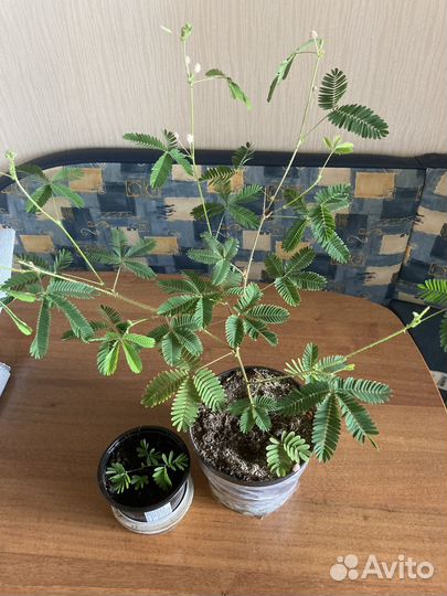 Мимоза стыдливая