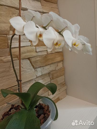 Орхидея