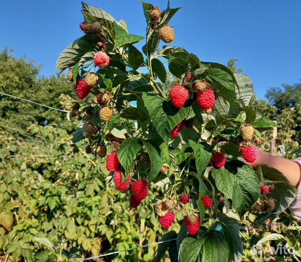 Саженцы малины Дэльнива, Имара, Карамелька и т.д