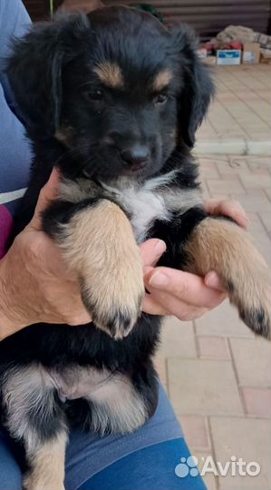 Собаки щенки лабрадор