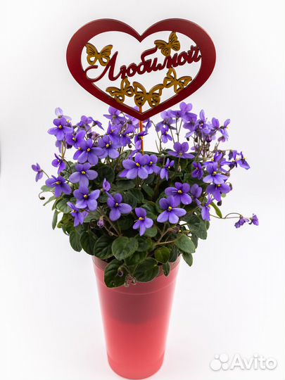 Фиалки на подарок 14 февраля