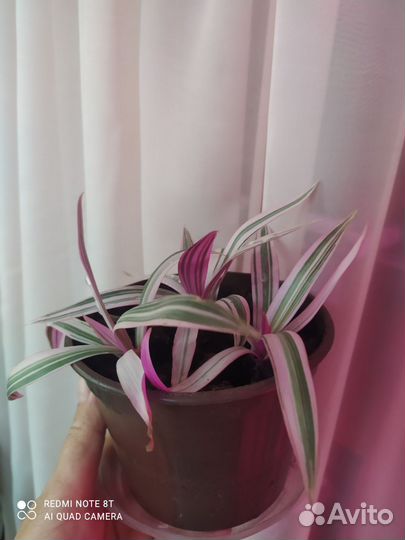 Комнатный цветок рео / традесканция покрывальчатая