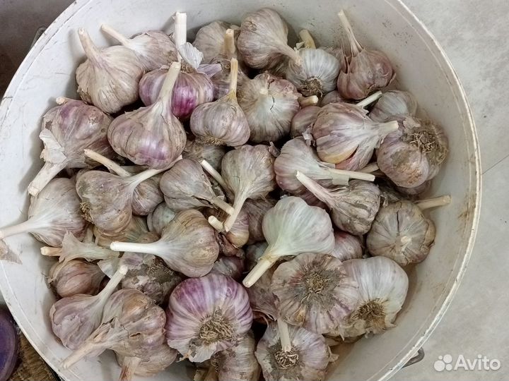 Продам картофель урожай 2023