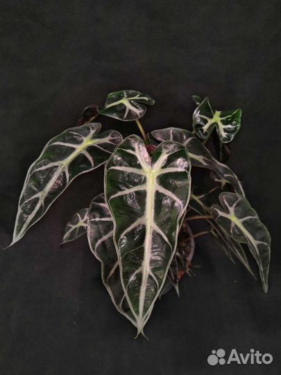 Алоказия бамбино 14/35