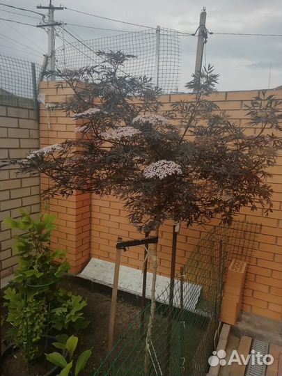 Уличные растения