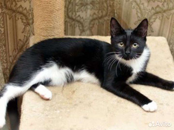 Кошка в дар