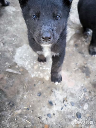 Немецкая овчарка