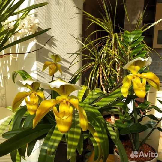 Орхидея paphiopedilum