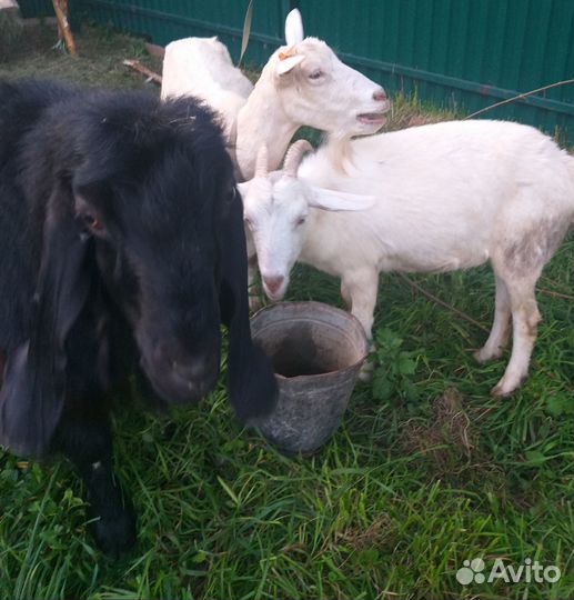 Шами козёл 100