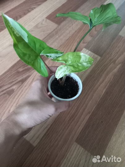 Сингониум imperial вайт