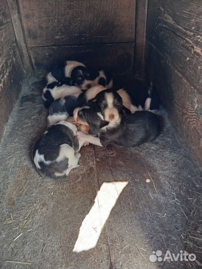 Эстонская гончая щенки