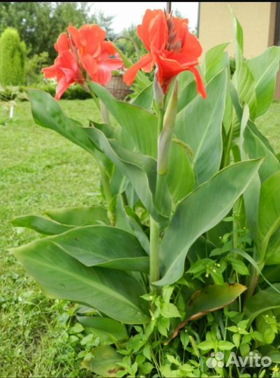 Цветок Канн