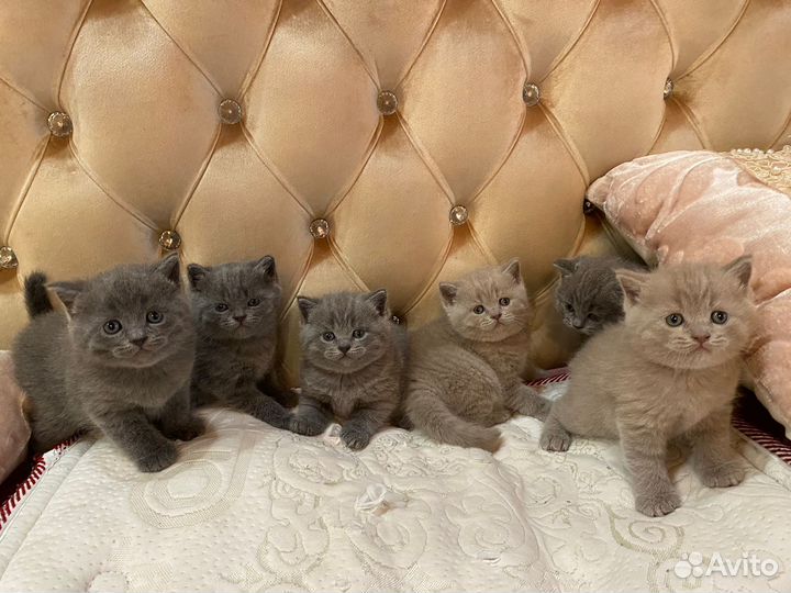 Чистокровные британцы