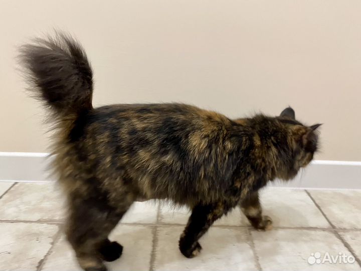 Курильский бобтейл (метисы)