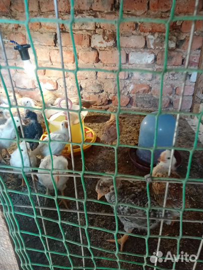 Цыплята подрощенные