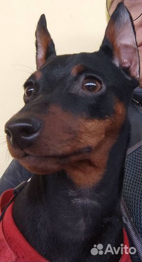 Щенки Цвергпинчера