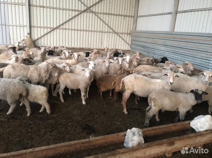 Продаю овцы и бараны