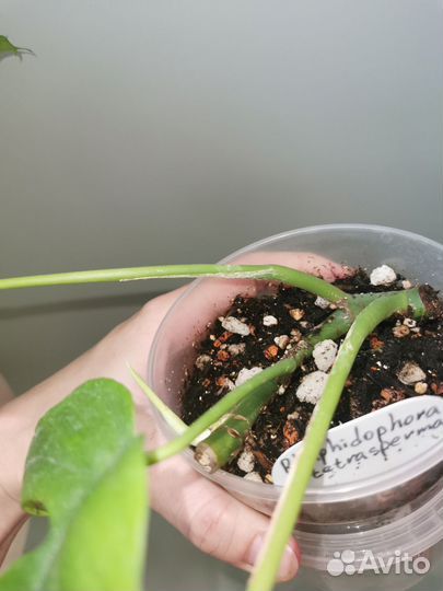 Рафидофора тетрасперма, сциндапсус треби