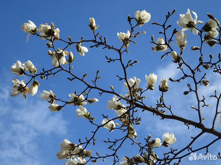 Семена редких деревьев и кустарников