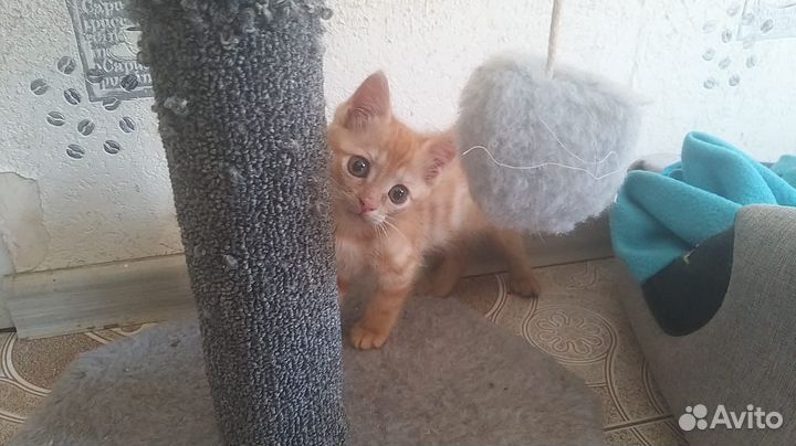 Рыжий котенок девочка