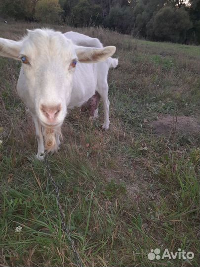 Козы, петушки