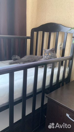 Британская