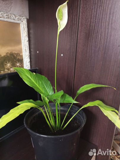 Спатифиллум