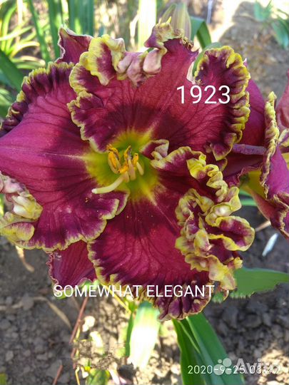 Лилейники сортовые