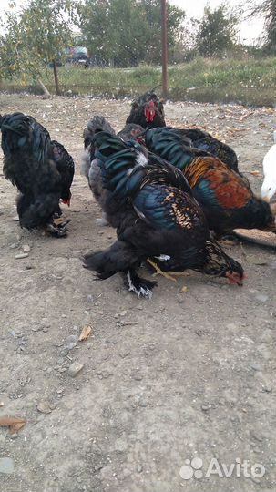 Молодые петушки брама