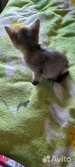 Домашние животные кошки
